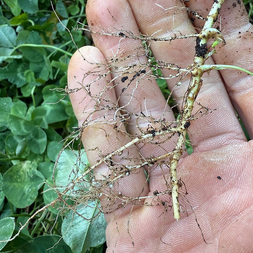 I grow clover in my garden to fix nitrogen for my other plants and trees. Notice root nodules. I grow clover in my garden to fix nitrogen for my other plants and trees. Notice root nodules.