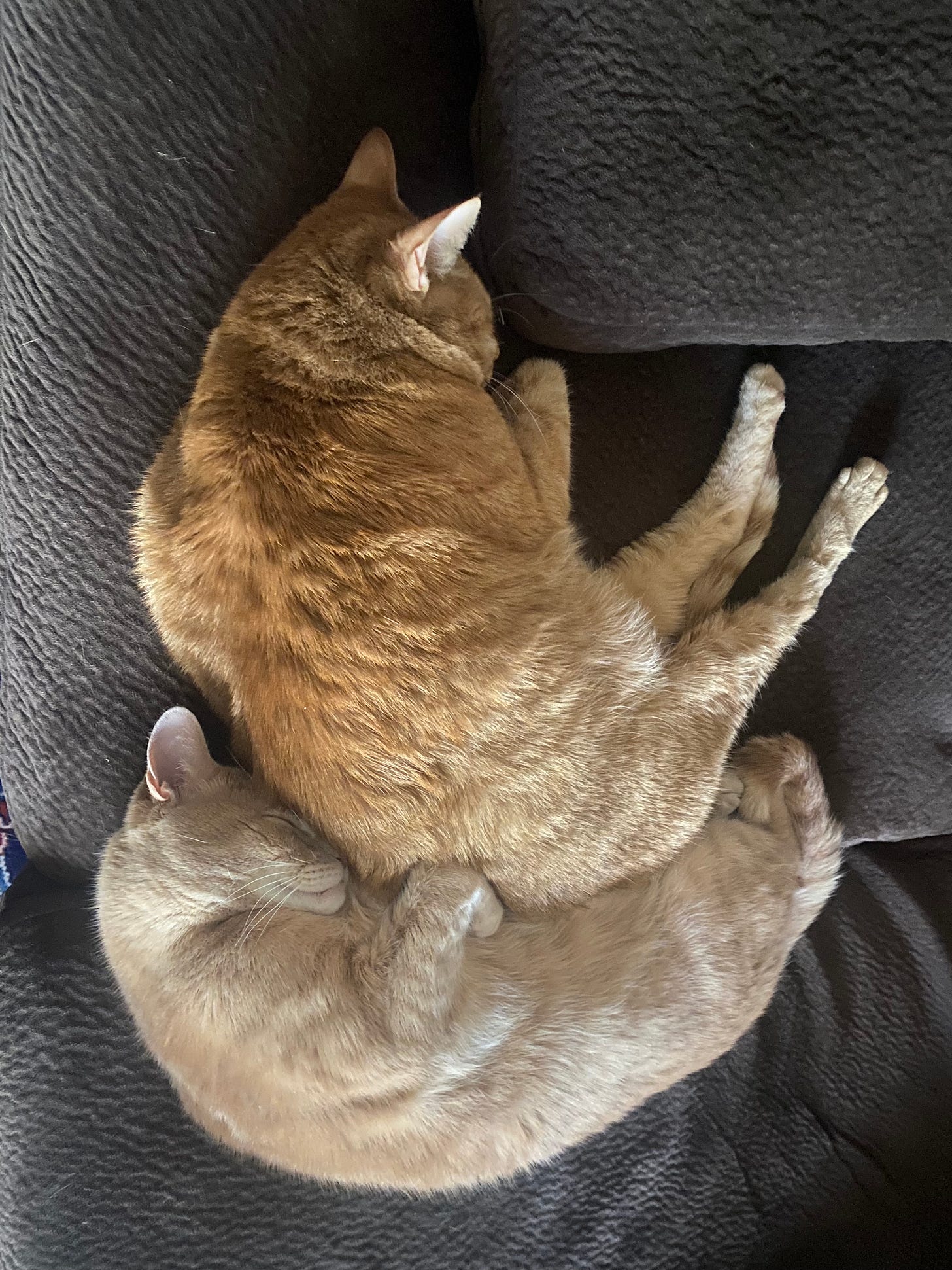 Photo fo two orange cats sleeping in a cuddle puddle