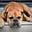 Skippy Mendelson's avatar