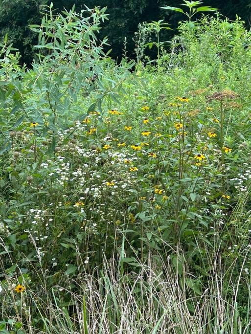 A close-up of a field of flowers

AI-generated content may be incorrect.