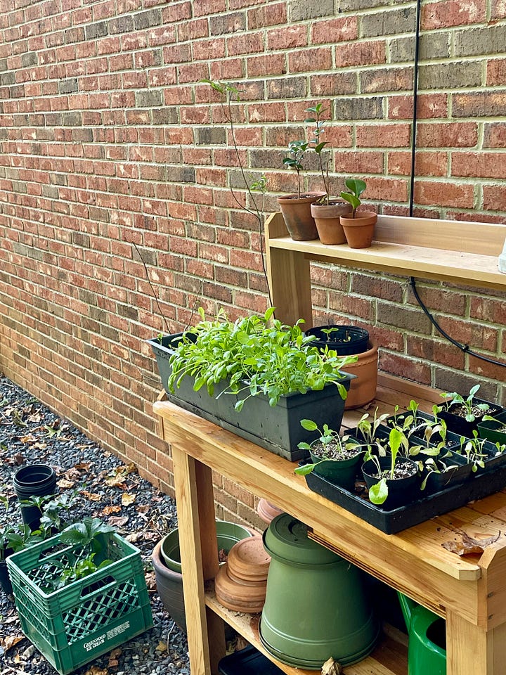 starting seeds in self-watering planters