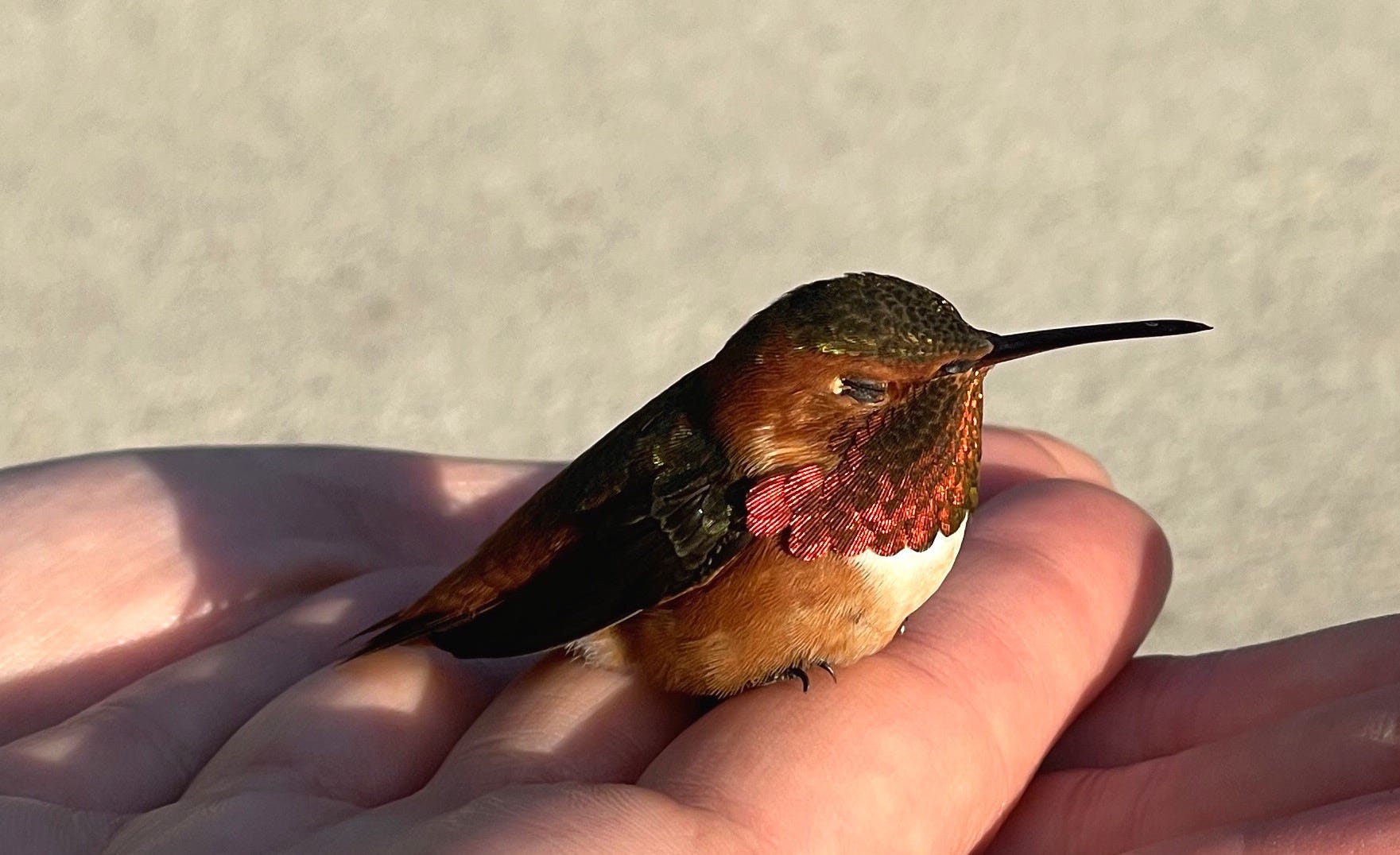 Hugging Hummingbird To Hold Like a Hummingbird - by On Undoing - Jen Robertson