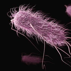 Gut Health Testing and Treatment: What's the Deal with Breath Tests and "Herbal Antibiotics"?