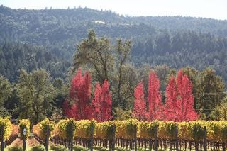 A - Napa Valley @ 700 dpi 14 A - Napa Valley @ 700 dpi 14