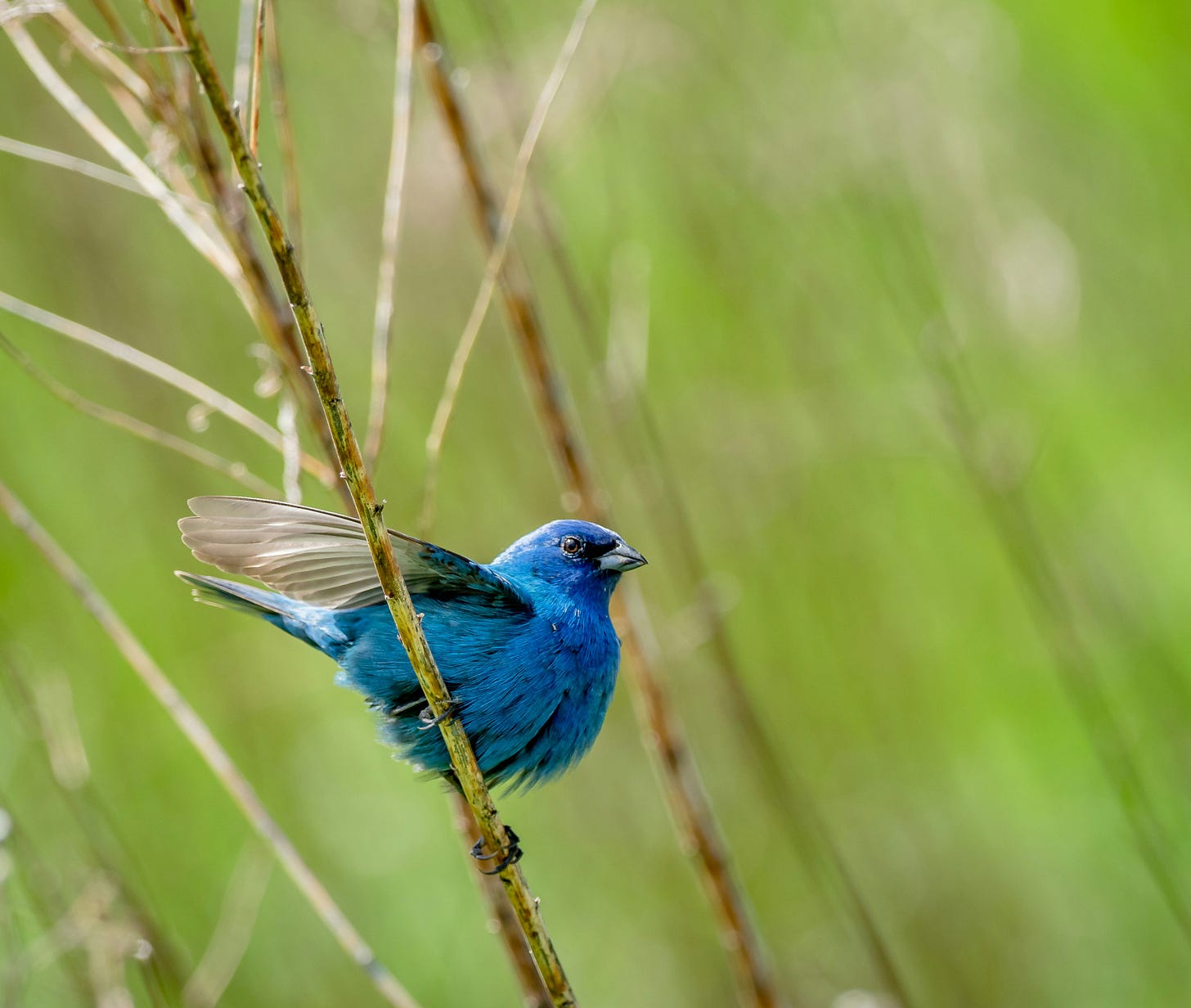 A bright blue indigo bunting perched on a branch mid-wing flap A bright blue indigo bunting perched on a branch mid-wing flap