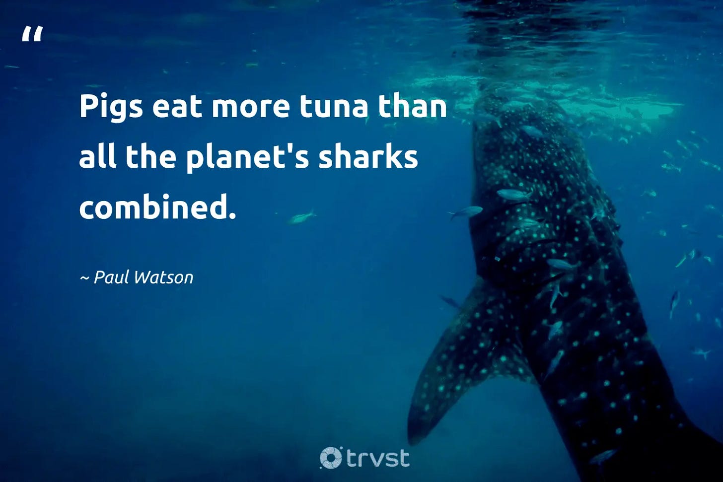 40 Shark Quotes About the Revered Predator of The Ocean (2025) 40 Shark Quotes About the Revered Predator of The Ocean (2025)