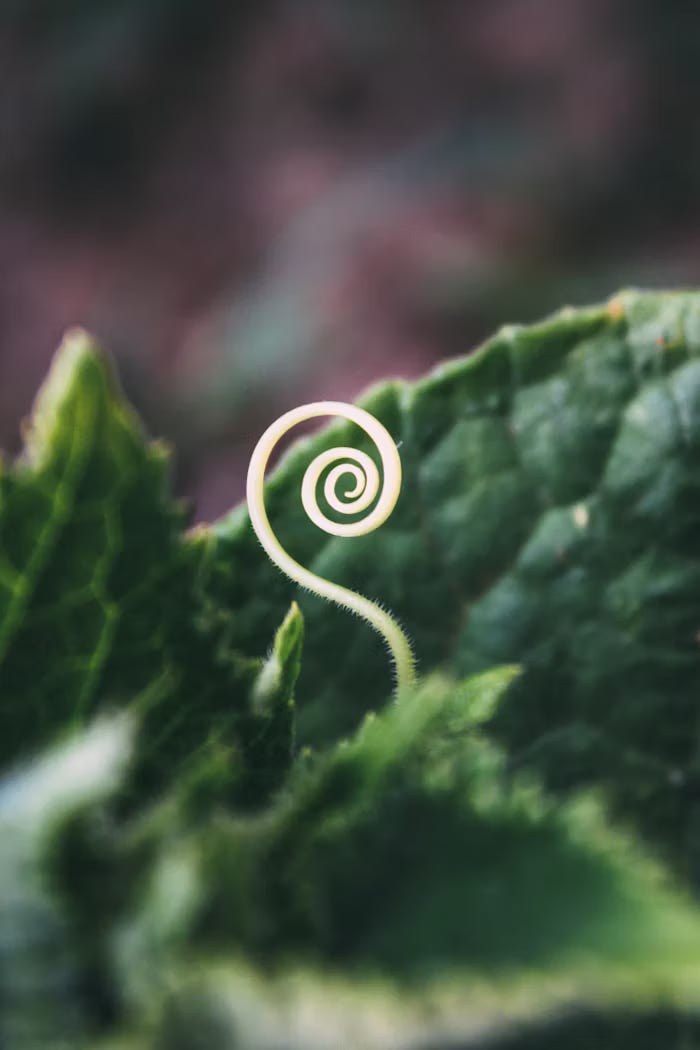 A photograph of green leaves and from the middle a sprout in a spiral is coming up.