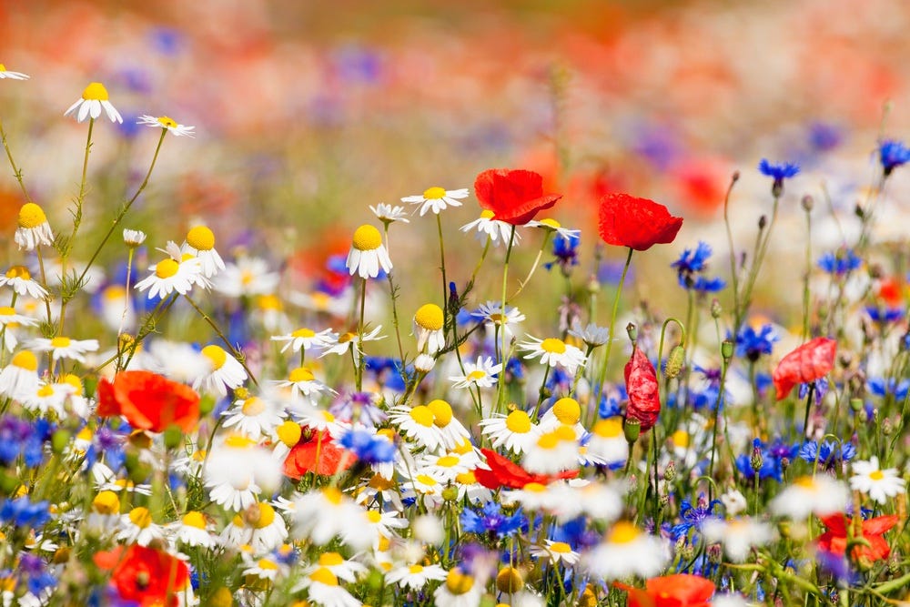 May be an image of flower and nature