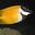 badgerfish's avatar