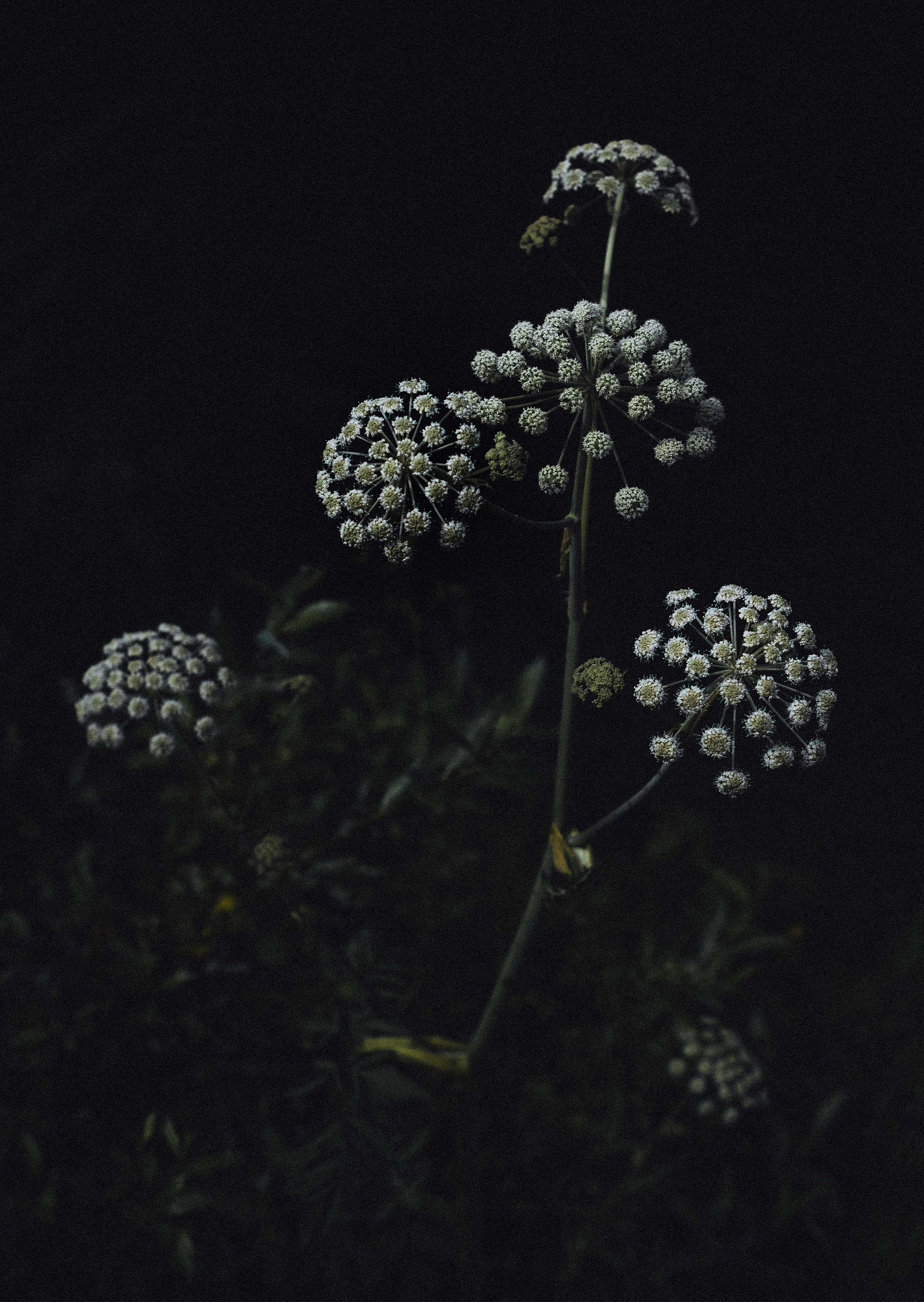 moody plant portraits, finnish flora