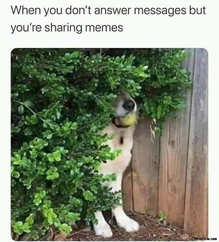 A dog sits in a bush mostly blocked from view but you can see they have a ball in their mouth. In black text at the top it says "When you don't answer messages but you're sharing memes." A dog sits in a bush mostly blocked from view but you can see they have a ball in their mouth. In black text at the top it says "When you don't answer messages but you're sharing memes."