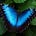 Blue Monarch's avatar