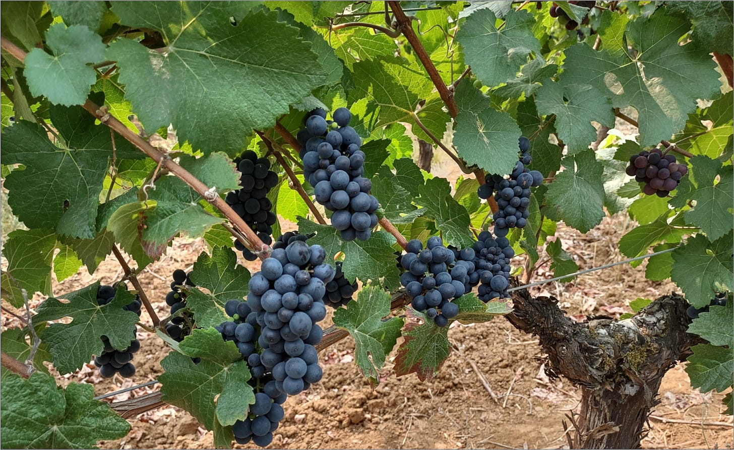 Pinot Meunier ready for the Great Cluster Pluck at Amalie Robert Estate.