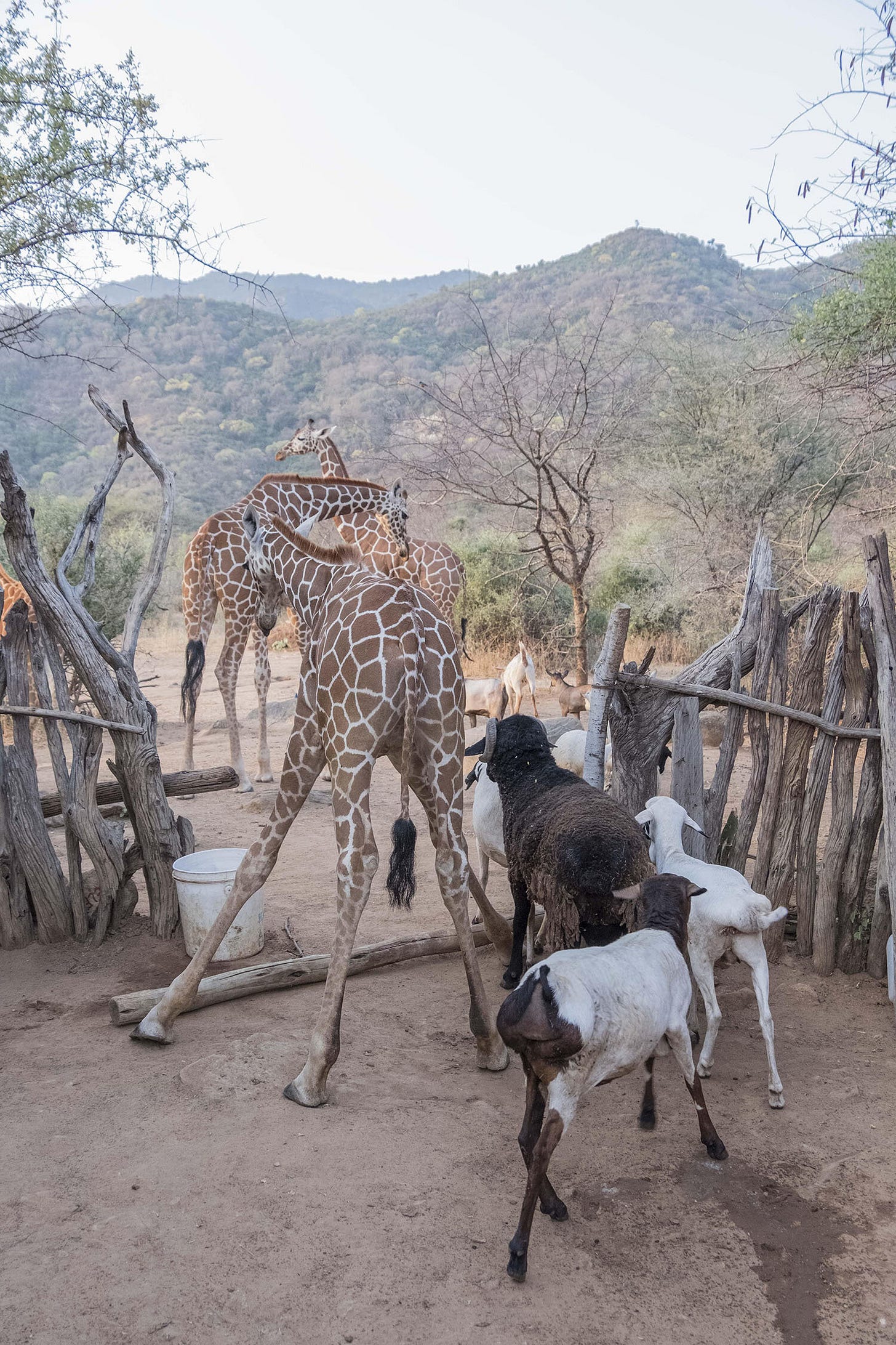 Kathy-Karn-For-the-Love-of-Giraffes-07.jpg