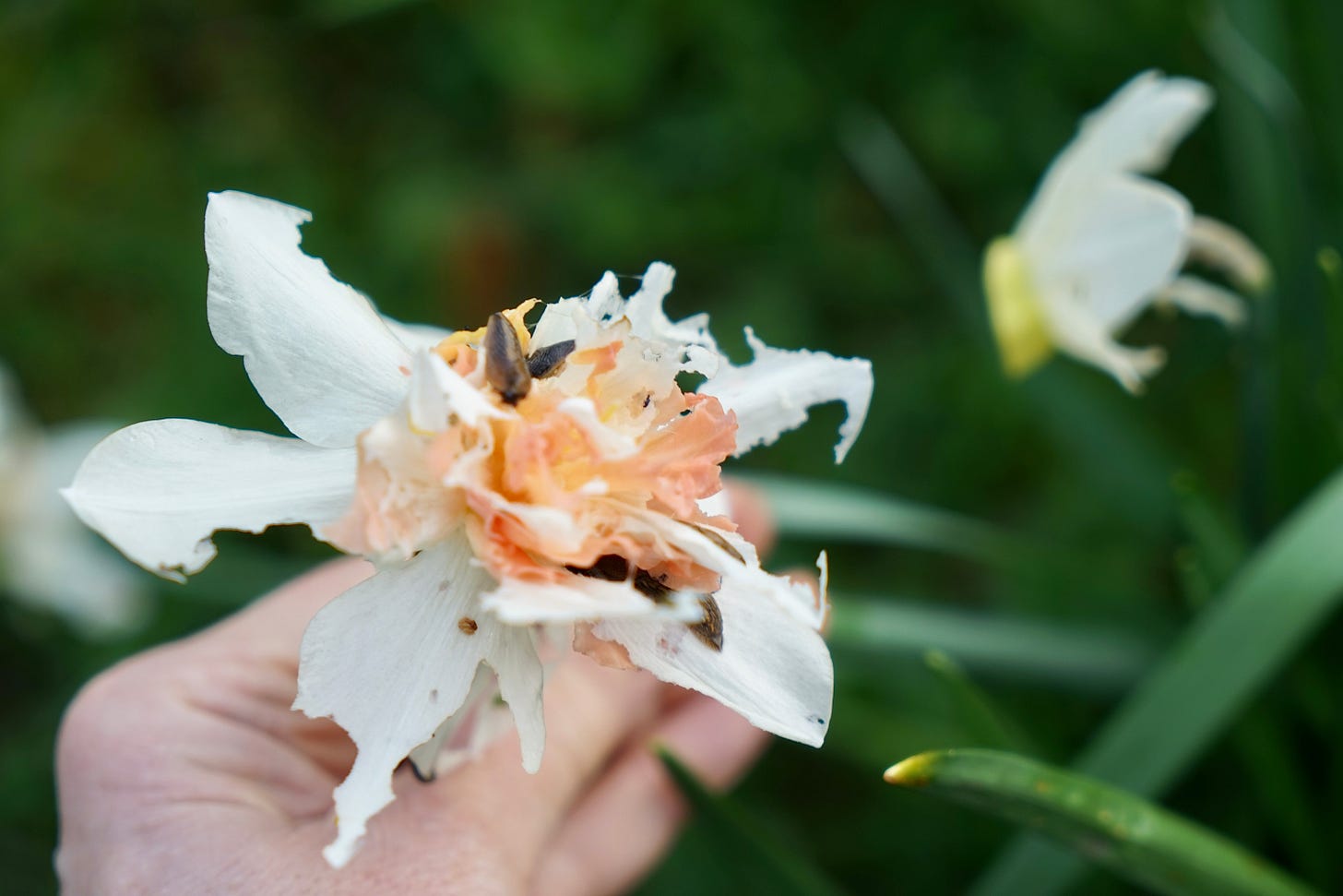 slugs eating a daffodil