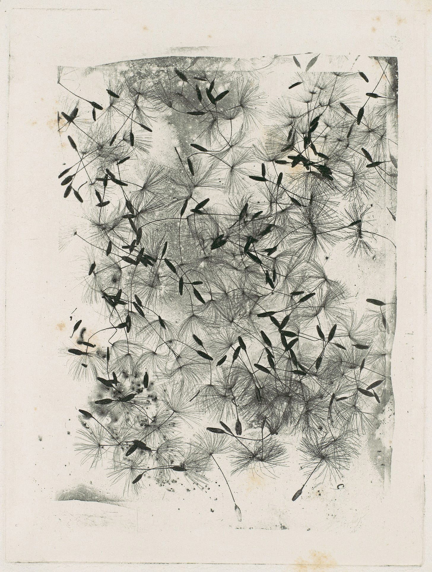Dandelion Seeds by Henry Talbot Dandelion Seeds by Henry Talbot