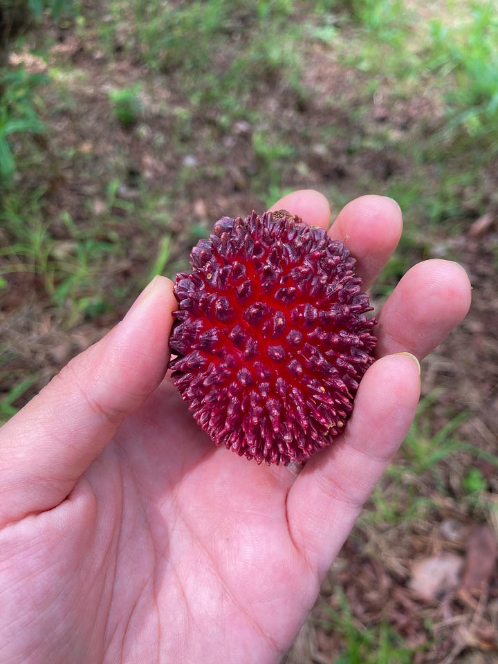 pulasan and cempedak