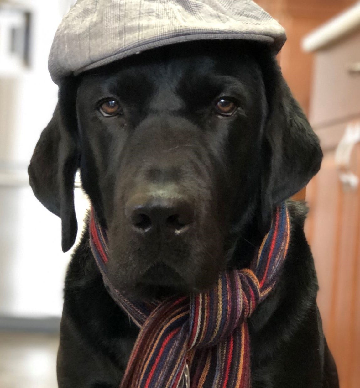A black lab wearing a casual looking hat and scarf