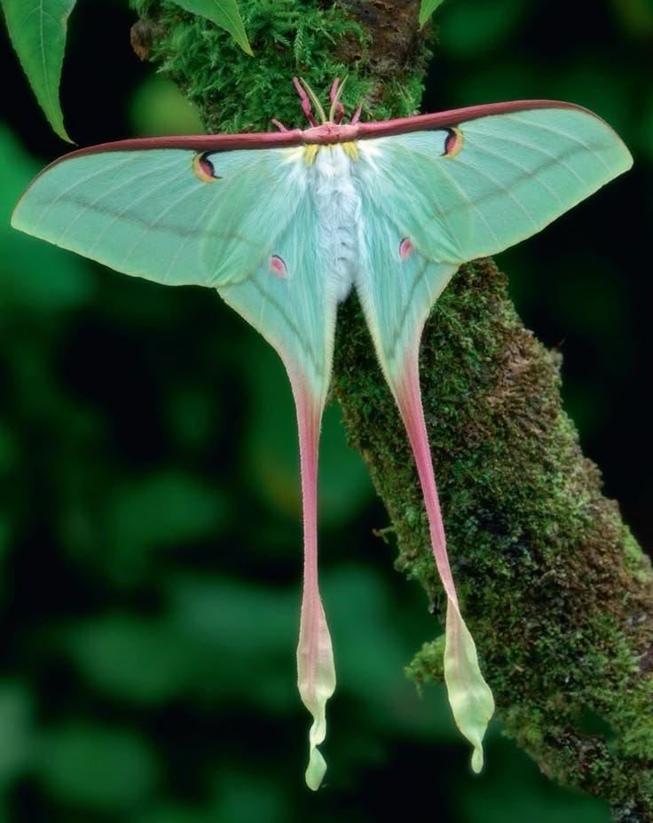 This may contain: a large green and white moth hanging from a tree branch in the forest with moss growing on it's side