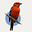 BowTied Tanager's avatar