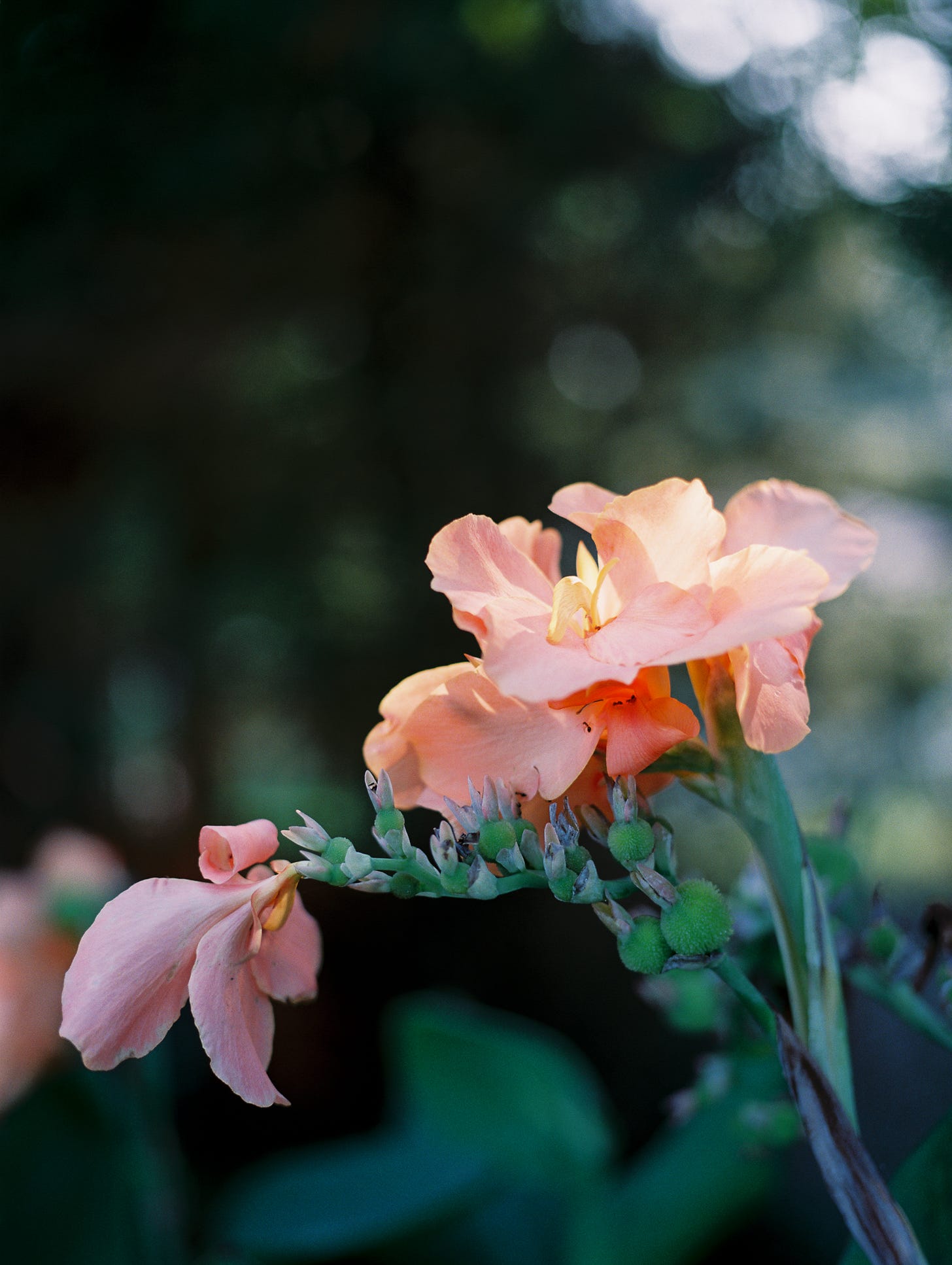 Close-up photo of a peach-colored flower in bloom Close-up photo of a peach-colored flower in bloom