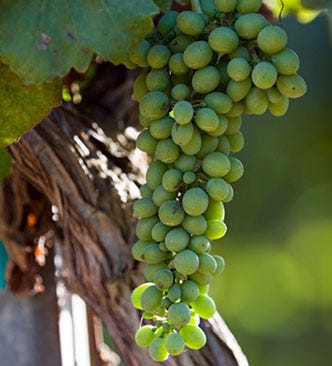 chardonnay grapes
