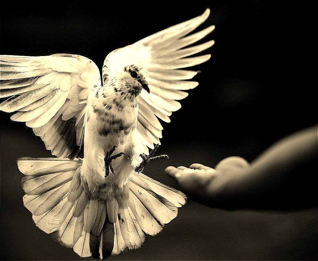 rock dove flying beside hand