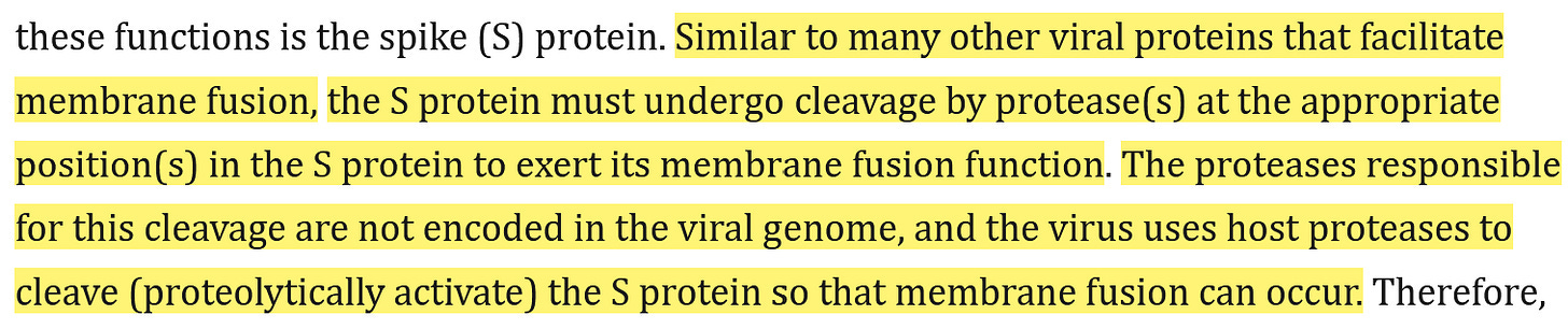 This study is a screenshot from a study called Proteolytic activation of SARS‐CoV‐2 spike protein. There is a highlighted section that reads.  Similar to many other viral proteins that facilitate membrane fusion, the S protein must undergo cleavage by protease(s) at the appropriate position(s) in the S protein to exert its membrane fusion function. The proteases responsible for this cleavage are not encoded in the viral genome, and the virus uses host proteases to cleave (proteolytically activate) the S protein so that membrane fusion can occur.
