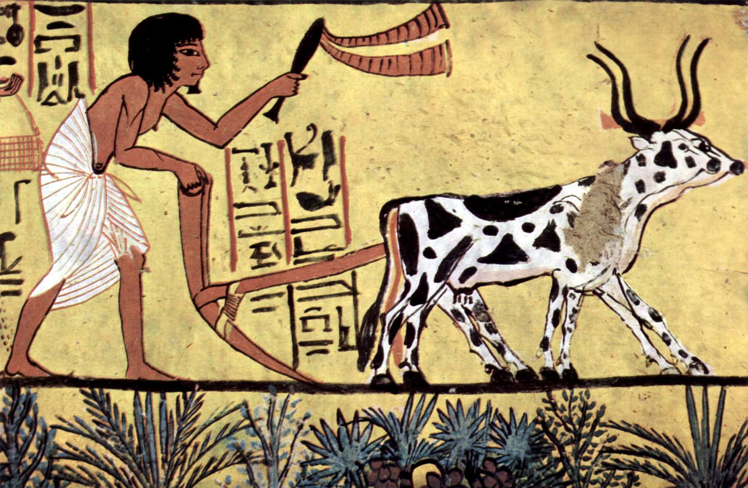 Ancient Egyptian agriculture - Wikipedia Ancient Egyptian agriculture - Wikipedia