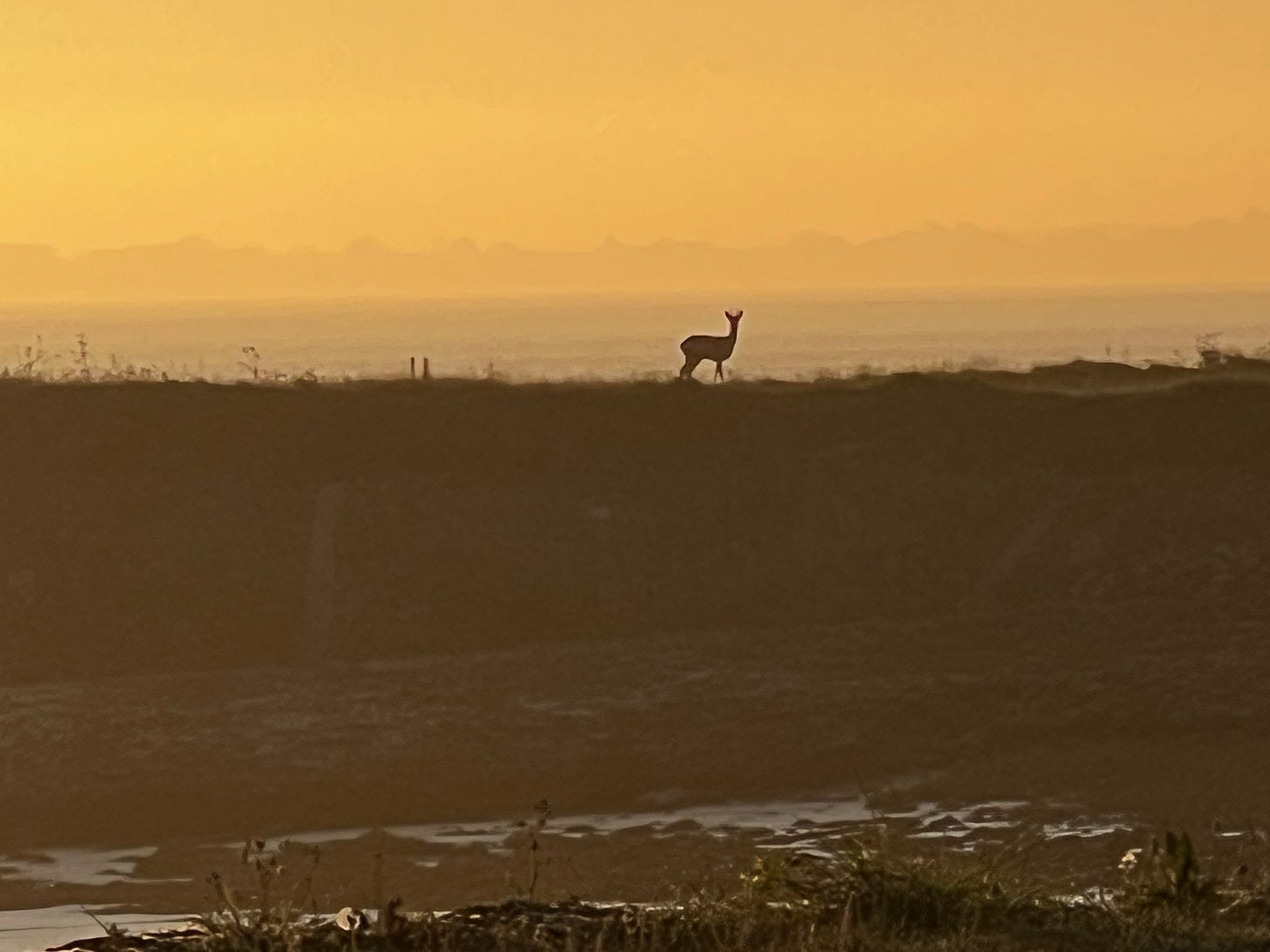 morning deer - 1.png