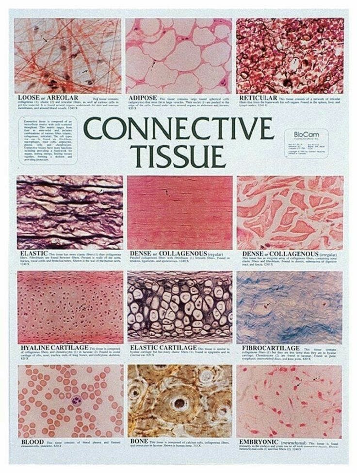 This may contain: a poster with different types of cells on it's sides and the words connective tissue