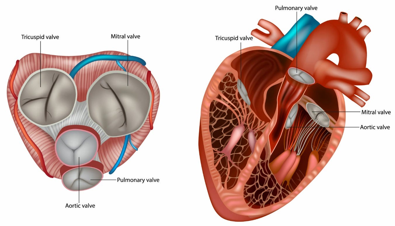 Aortic Stenosis vs. Aortic Regurgitation | Meril Life