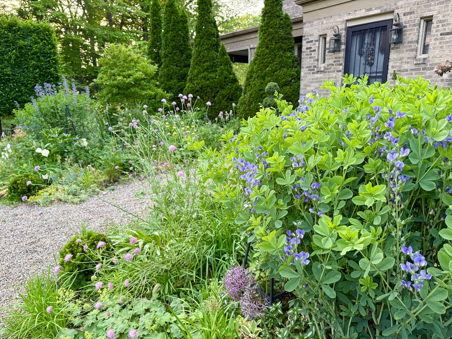 Pink Knautia and False Indigo, Baptisia, in front of our blue garden door.