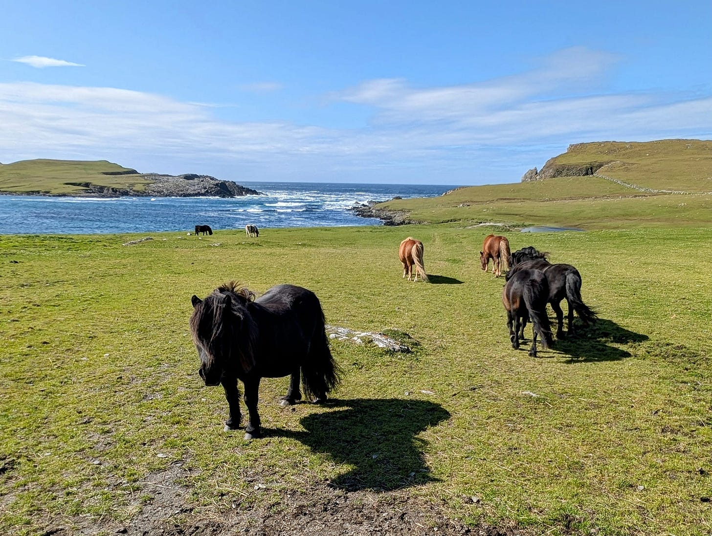 May be an image of horse