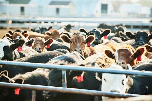 Wide shot of cattle in pen on farm on summer morning