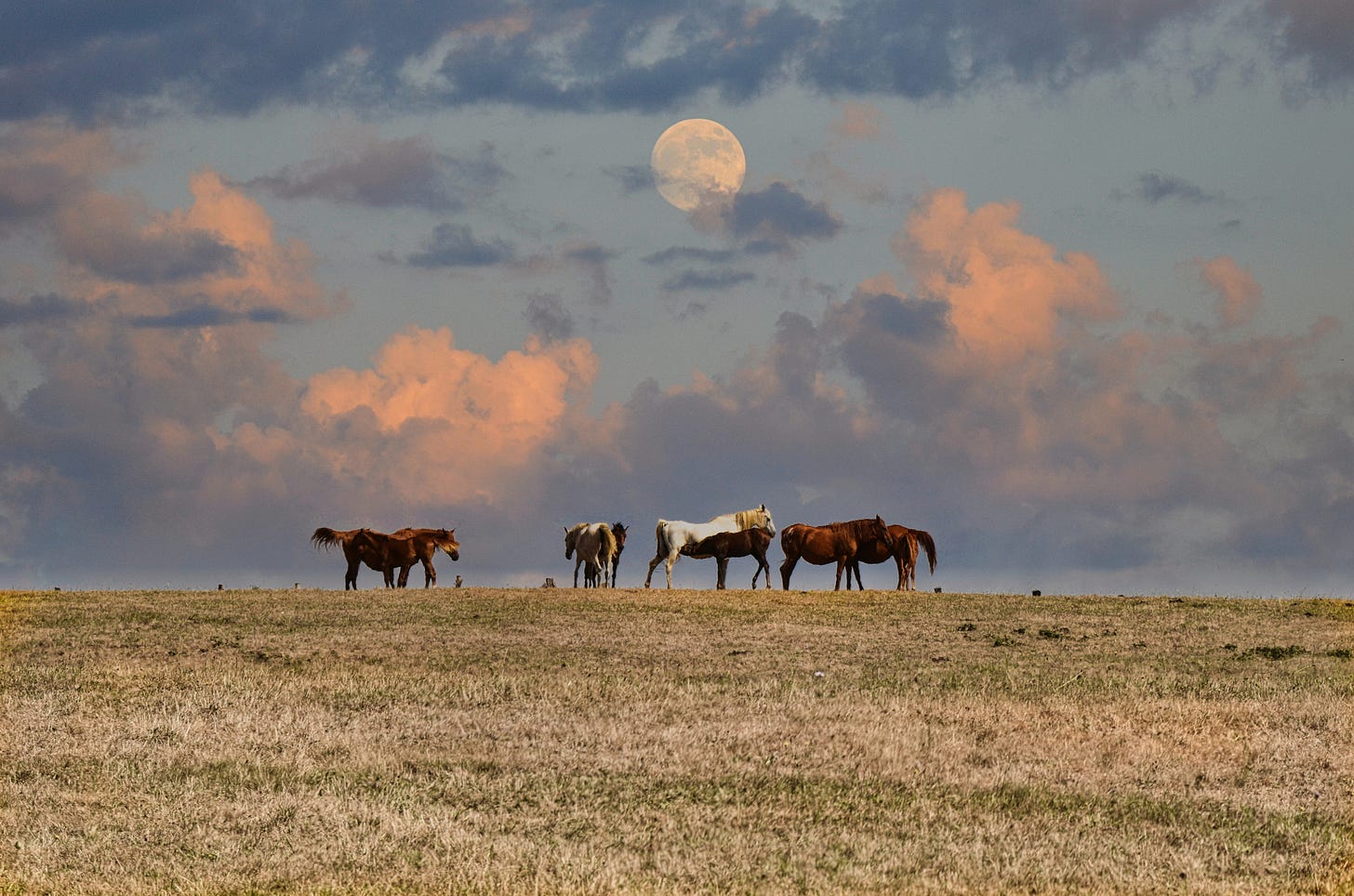Horses on a field with a full moon in the sky