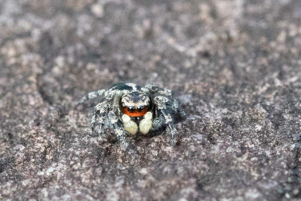 Close-up of a jumping spider with a bright orange band between a row of black eyes and very fuzzy pale mouthparts