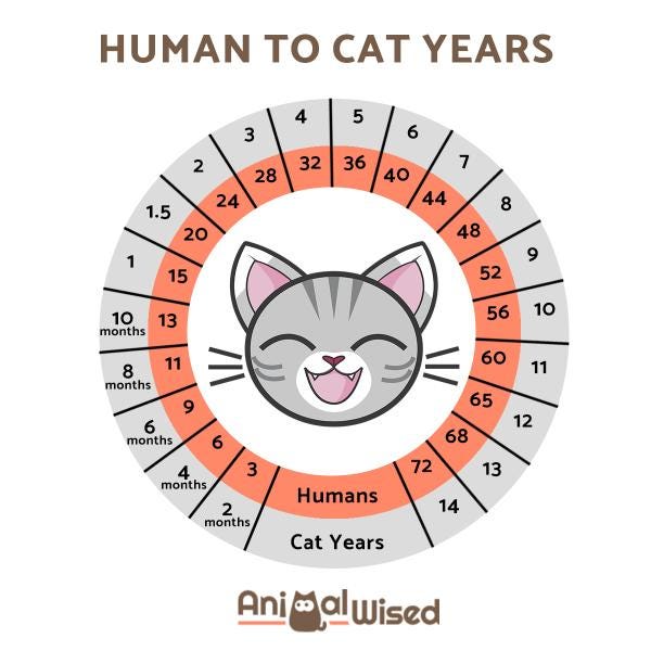 How Old Is My Cat In Human Years?
