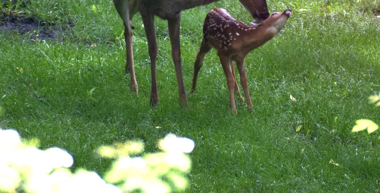 A Break for Mammals