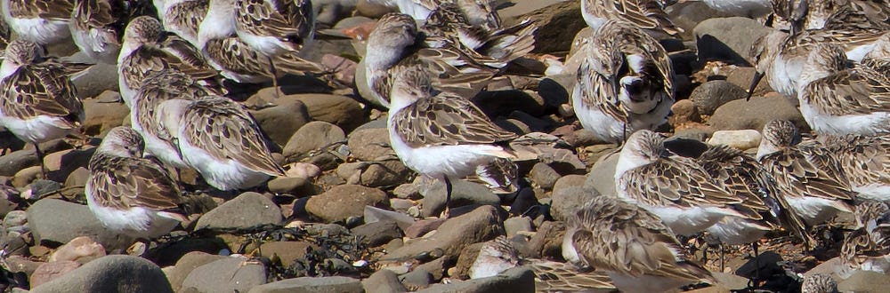 Semipalmated Sandpipers