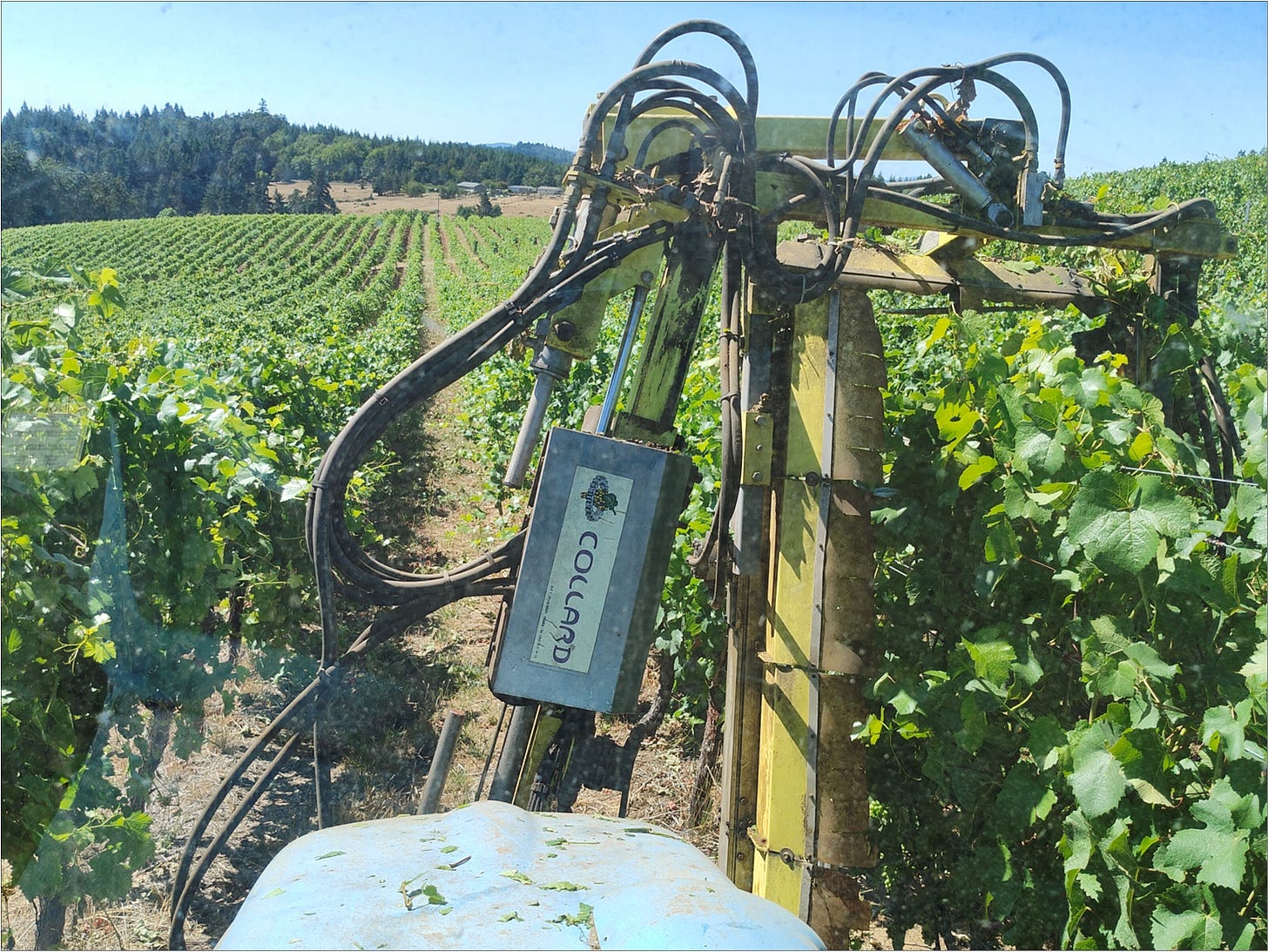 Tractor mounted hedger, high enough to hedge shoot tips in Vertical Shoot Position trellis.