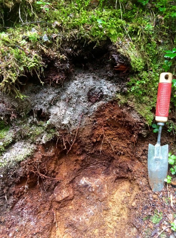 soil cross section soil cross section