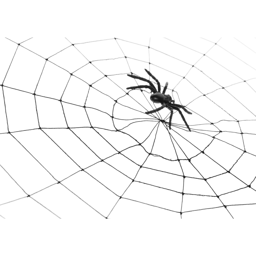 Spider on a web.