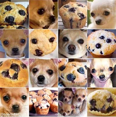 Chihuahua or muffin? My search for the best computer vision API Chihuahua or muffin? My search for the best computer vision API