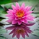 Dharma Healing: Reiki & Mindfulness for Recovery