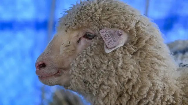 Indian-administered Kashmir: How is India's first gene-edited sheep Tarmeem  doing?