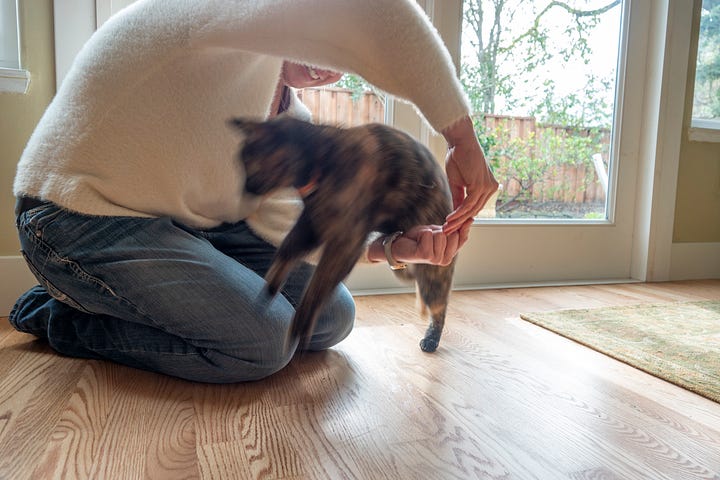 An orange and black cat with long legs jumping through arms like a hoop.