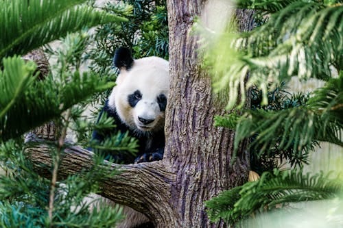 Free Giant Panda Bear among Leaves Stock Photo