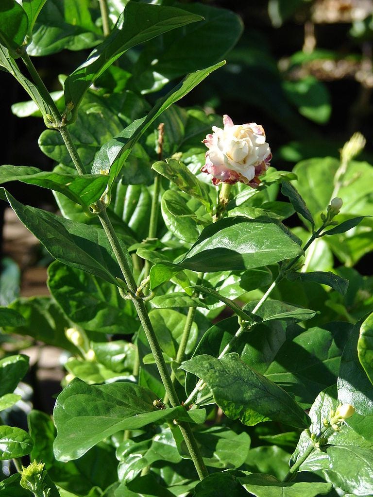 http://Starr%2520080103-1249%2520Jasminum%2520sambac.jpg http://Starr%2520080103-1249%2520Jasminum%2520sambac.jpg