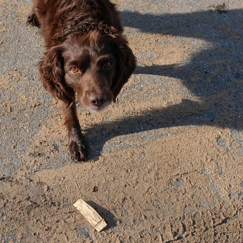 Triptych: Bare feet walking on lava; Boots on gravel and a brown dog looking at the camera wanting to play fetch.